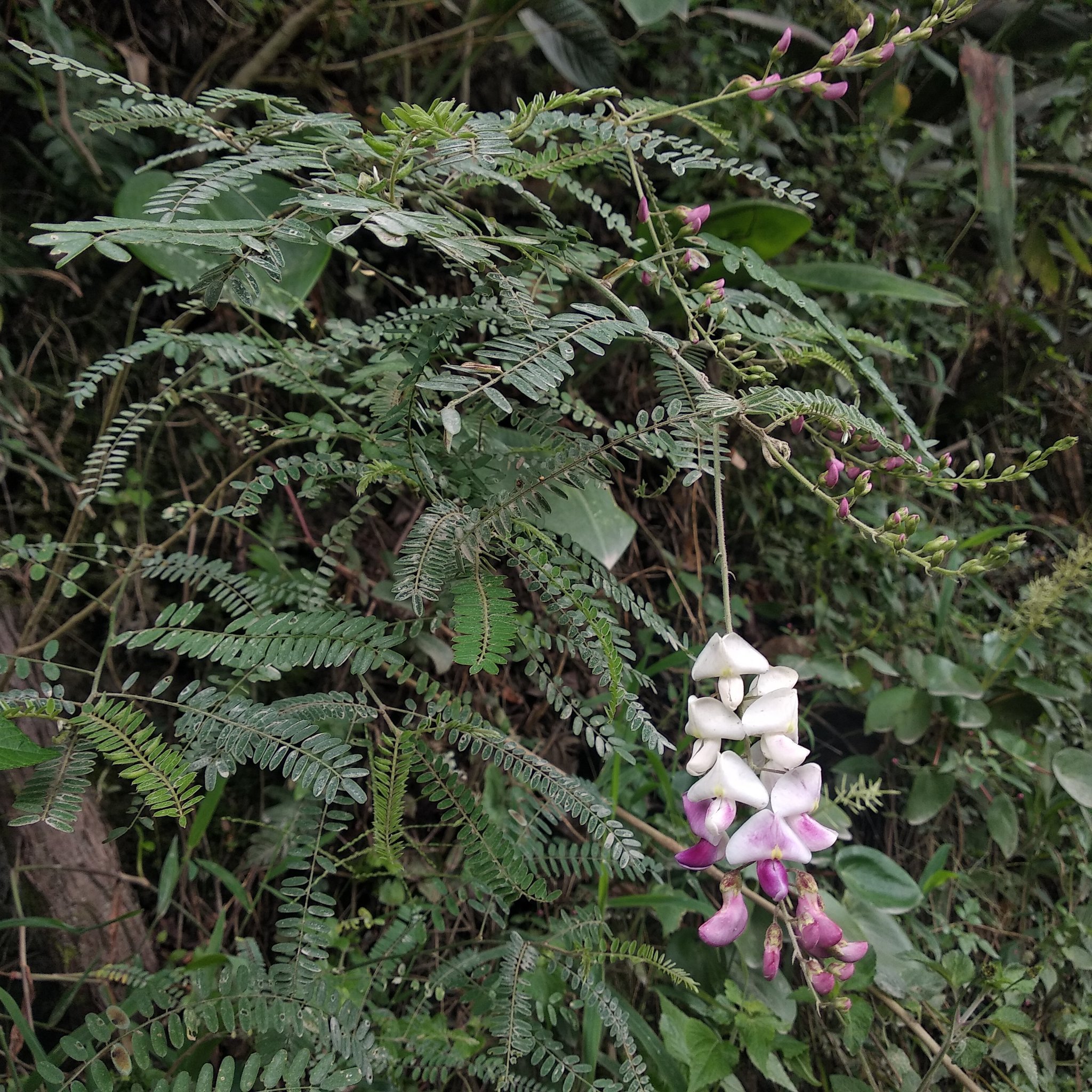 Coursetia dubia image