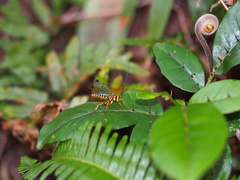 Echthromorpha