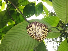 Apoica pallens image