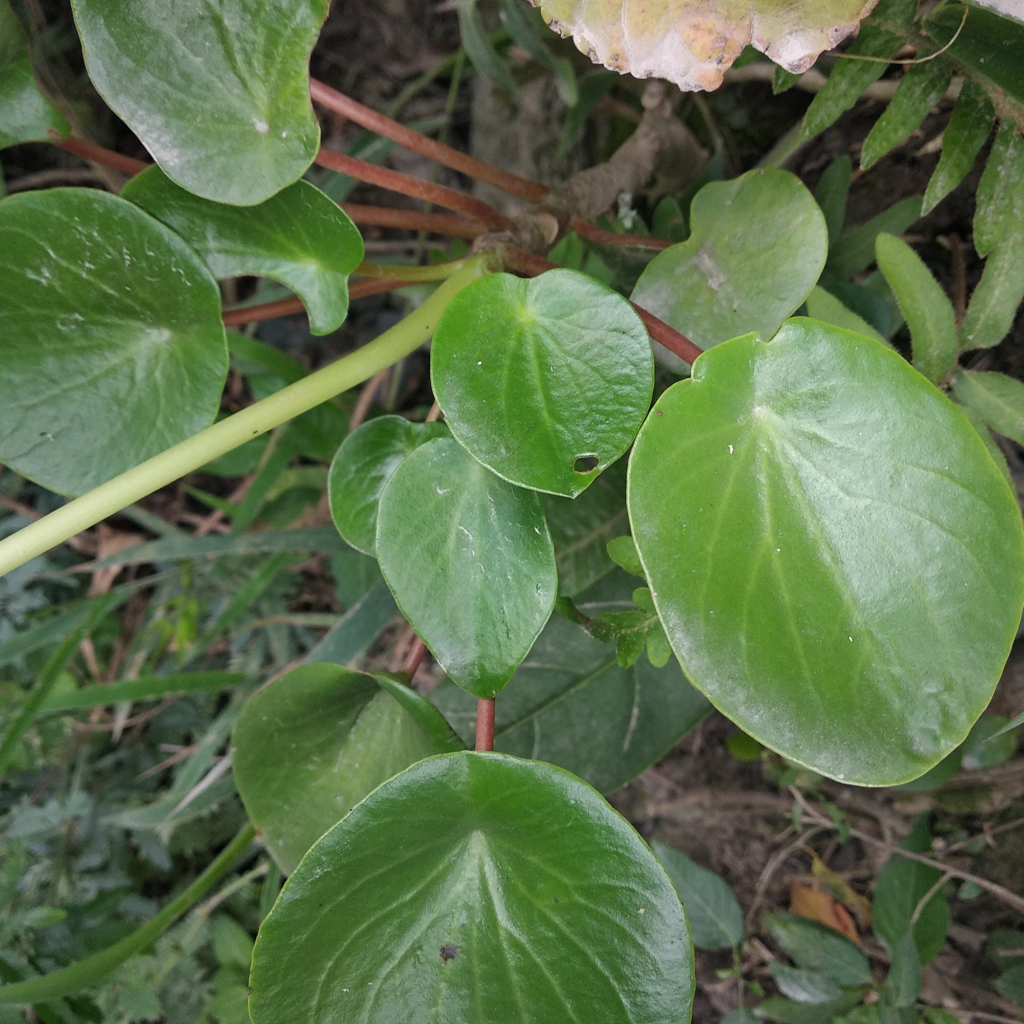 Peperomia peltigera image