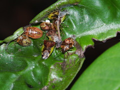 Elasmostethus nubilus