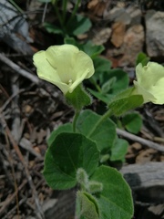 Thunbergia capensis