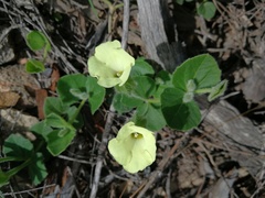 Thunbergia capensis