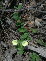 Thunbergia capensis