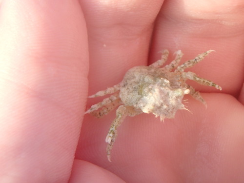 Mithracidae