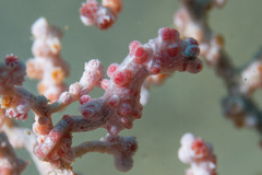 Hippocampus bargibanti