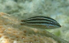 Pastel-Green Wrasse photo 2