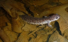 Ambystoma 'unisexual complex'