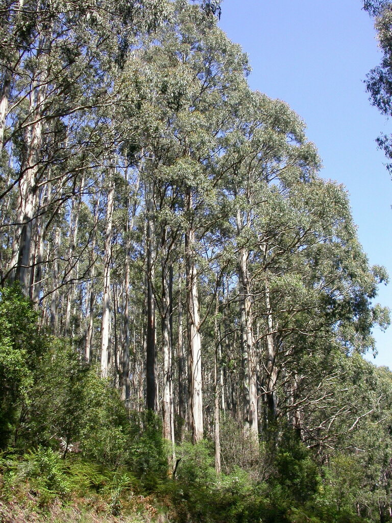 Shining Gum from Marysville VIC 3779, Australia on December 18, 2004 at