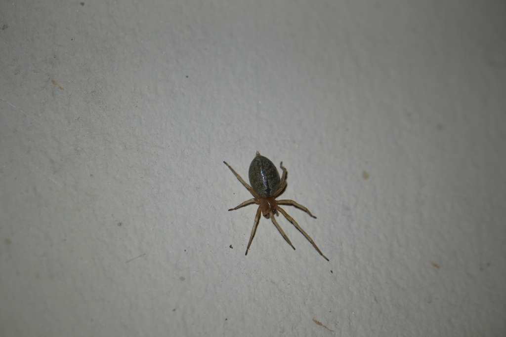 Long-legged Sac Spiders from Distretto di Kamwenge, Uganda on June 7 ...