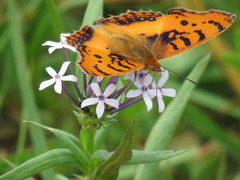 Catacroptera cloanthe cloanthe