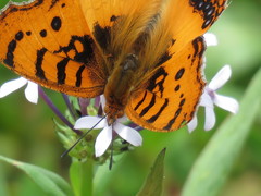 Catacroptera cloanthe cloanthe