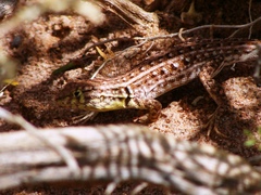 Liolaemus grosseorum