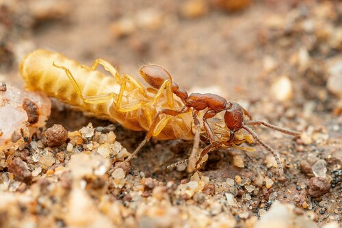 Black Legionary Ant photo 5