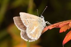 Aricia nicias