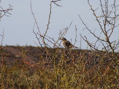 Pseudoseisura gutturalis