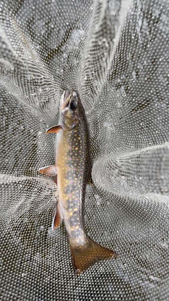Brook Trout from North Branch Au Sable River, Grayling, MI, US on