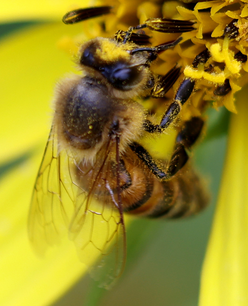 Western Honey Bee from Shepard Settlement, Onondaga County, NY, USA on ...