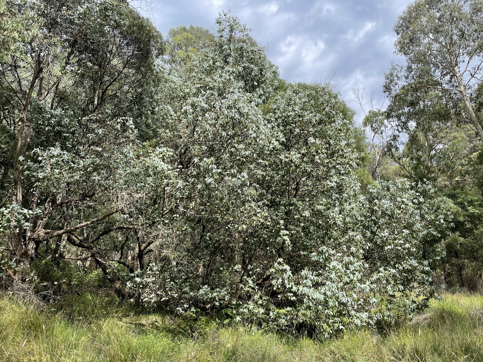 Eucalyptus neglecta