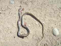 Salvadora intermedia