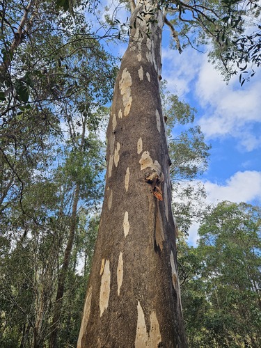 Eucalyptus propinqua