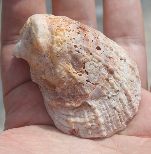 Spondylidae