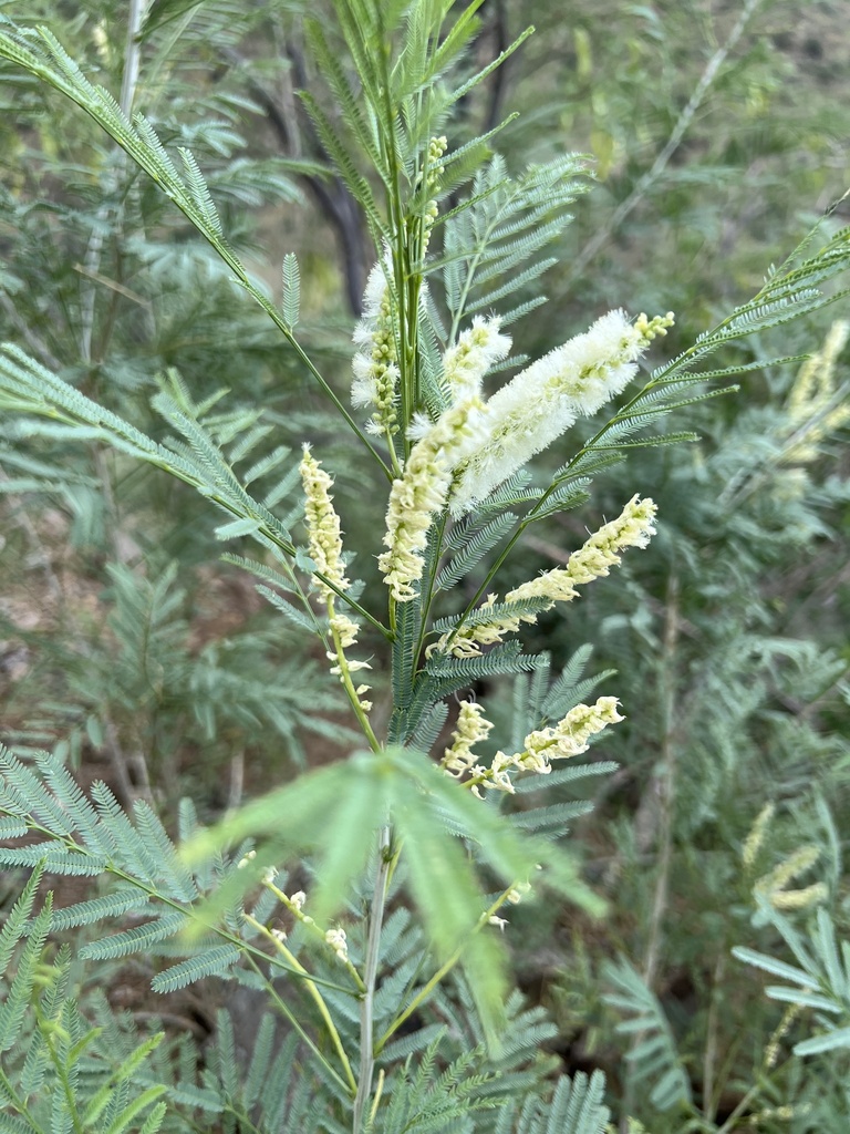 Santa Rita Acacia from Coronado National Forest, Sahuarita, AZ, US on ...