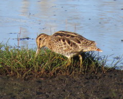 Gallinago hardwickii