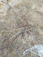 Mimosa distachya laxiflora
