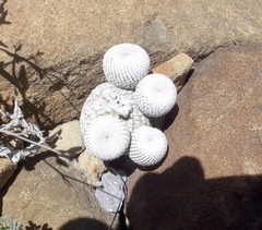 Epithelantha ilariae