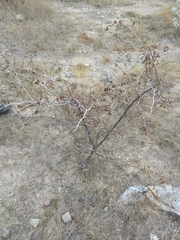 Mimosa distachya laxiflora