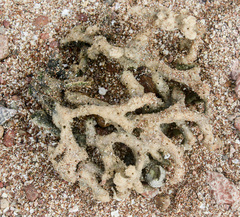 Haliclona cymaeformis