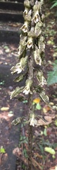 Gastrodia molloyi