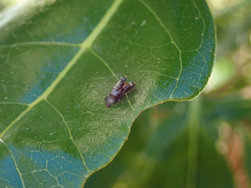 Dysbiota peregrina photo 2