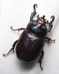 Cyphonistes vallatus