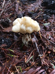 Helvellaceae