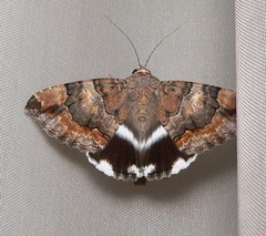 Achaea catella