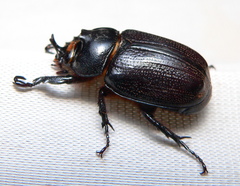 Cyphonistes vallatus