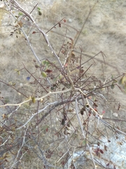 Mimosa distachya laxiflora