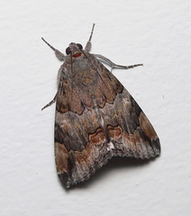 Achaea catella