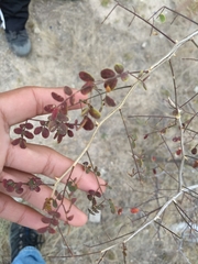 Mimosa distachya laxiflora