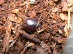 Cyphonistes vallatus