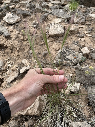 Image of Elymus longifolius by (c) Martin Purdy, some rights reserved (CC BY)