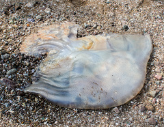 Rhopilema hispidum