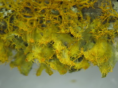 Teloschistes hypoglaucus