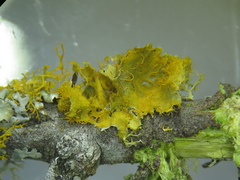 Teloschistes hypoglaucus