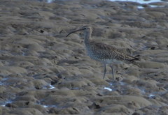 Numenius phaeopus variegatus