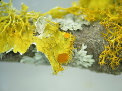 Teloschistes hypoglaucus