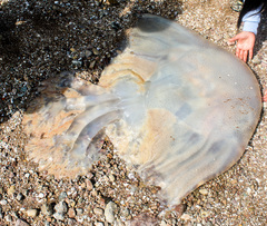 Rhopilema hispidum