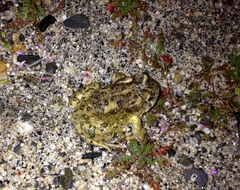 Anaxyrus californicus